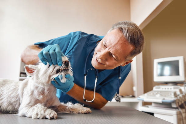 Best Same-Day Emergency Dental Services in Mohnton, PA